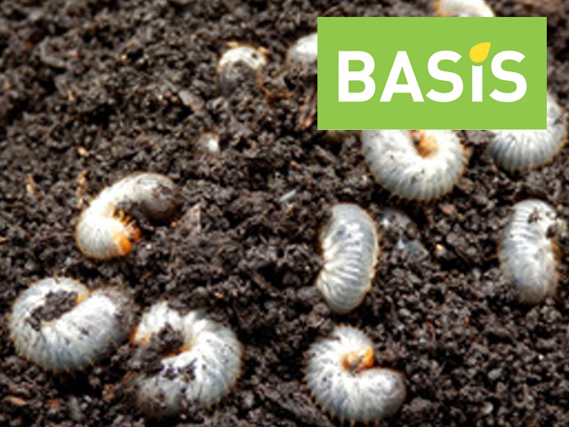 Common pests in the UK: Chafer Grubs 